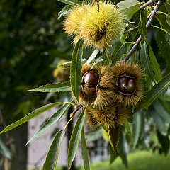 Autumnals delicacies - They are beautiful, they are ready, just pick them up