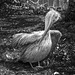 Pelican in monochrome conversion for 'Black and White Friday'