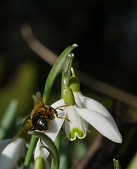 Schneeglöckchen mit Biene