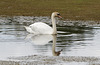 Swan with reflection