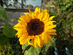 gdn - late sunflower