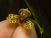 IMG 7061 Slipper Orchid-1