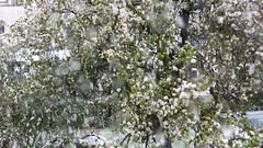 Schnee auf Blüten... ©UdoSm
