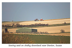Sowing seed on chalky downland near Denton - Sussex - 17.3.2016