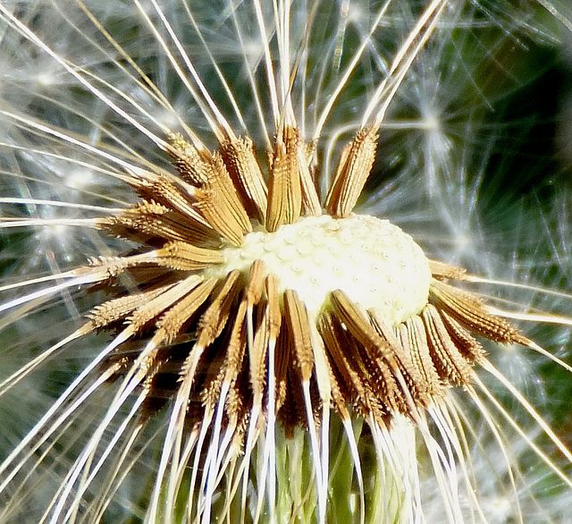 Dandelion seeds... ©UdoSm