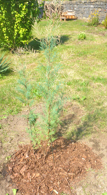 Sommertamariske hellrosa - Tamarix ramosissima