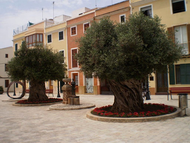Old olive trees.