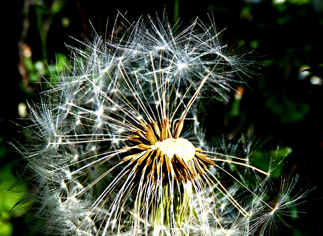 Dandelion seeds...  ©UdoSm