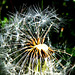 Dandelion seeds...  ©UdoSm