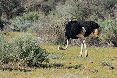 Namibia, Erindi Game Reserve, Ostrich in Savannah
