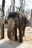 Elefantin Pama (Wilhelma)
