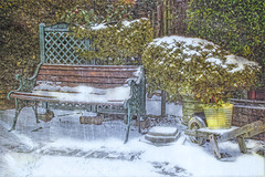 Winter Garden   /   Feb 2021
