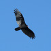 turkey vulture / urubu à tête rouge