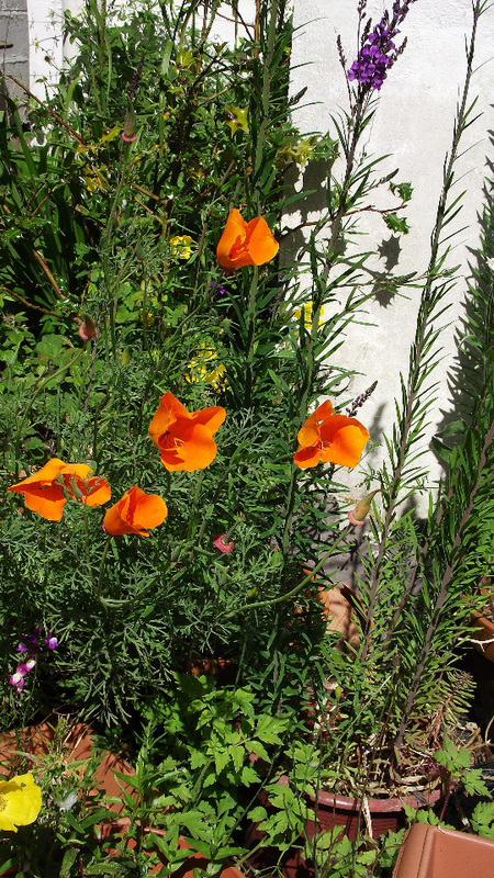 These poppies look so lovely and bright