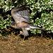 Male Sparrowhawk