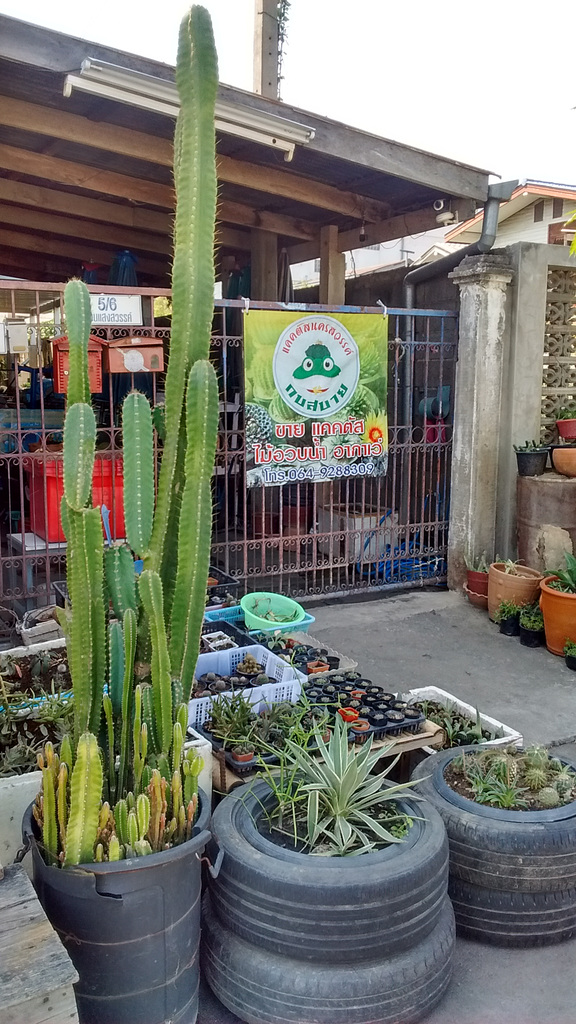 Cactus spot