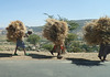 Women transporting hay, between Axum and Rahya