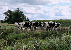 Die Rinder stehen gedrängt über einem Wassergraben