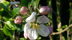 Apple Blossom May 2015