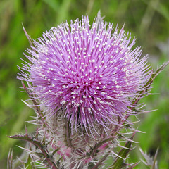 Day 1, Thistle sp., southern Texas