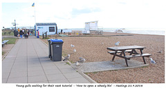 Young gulls wait to learn 'How to open a wheely bin' - Hastings 21 9 2018