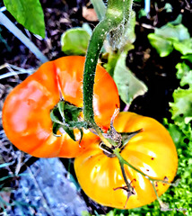 Tomatoes Ripening.