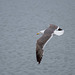 Gull in flight at New Brighton. (1)