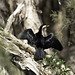 Little Pied Cormorant Drying in the Sun.