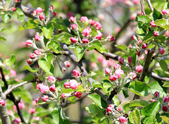 Apfelbaum-Blütenknospen