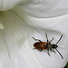 Cerambycidae (Pseudovadonia livida)