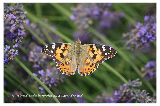 Painted Lady on Lavender EB 2 8 2019