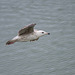 Gull in flight at New Brighton.