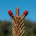 Pinus cf. halepensis - 2016-04-28 D4  DSC7106