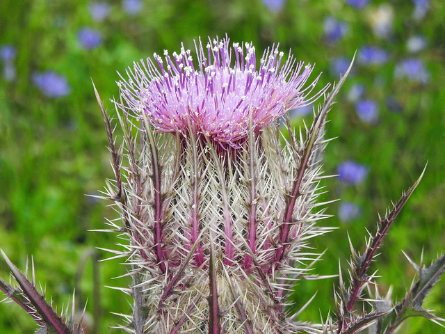 Day 1, Thistle / pink form of Cirsium horridulum, South Texas