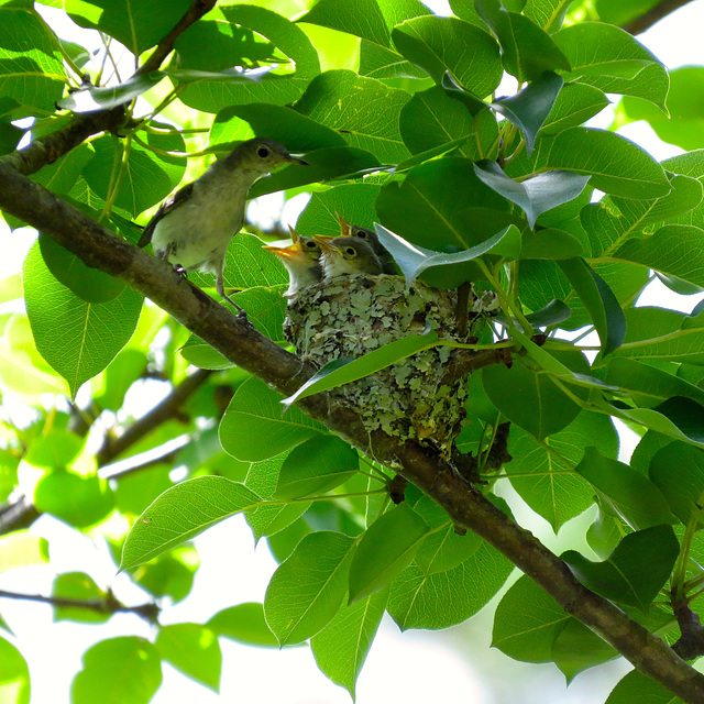 Three blue-gray gnatcatchers and one of their parents