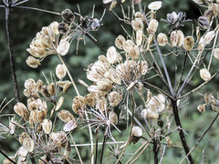 Hogweed seed heads