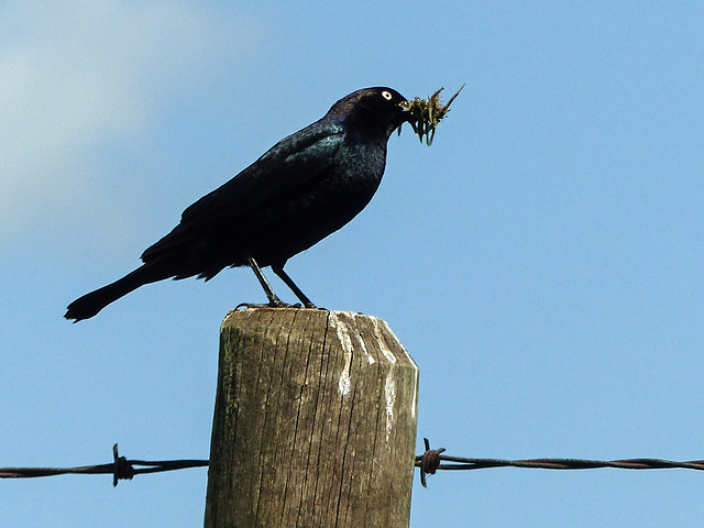 Brewer's Blackbird, collecting food for his babies