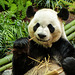Bamboo means happy Panda