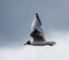 Gull in flight, New Brighton