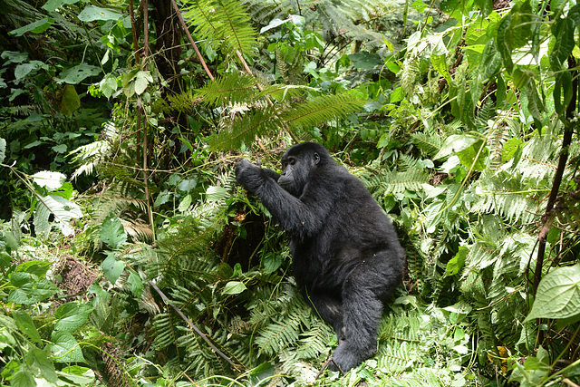 Uganda, Bwindi Forest, Female Gorilla in the Jungle