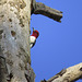 Peek-a-boo! Red-headed woodpecker