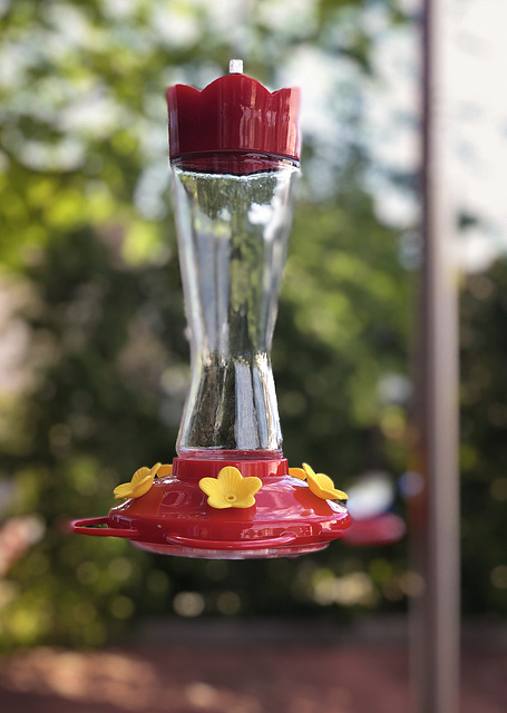 For the Hummingbirds
