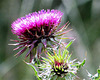 Thistle Flower And Seedhead.