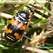 Orange and Black Beetle (Necrophorus investigator) A TAXI that has Parasites passengers Jn15-01