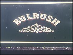 Bulrush