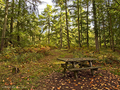 A Picnic Place in the Forest