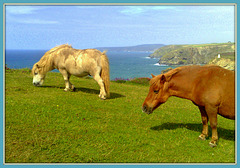 Shetland ponies, for Pam