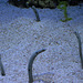 Garden eels.