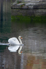 Swan on the River Leven at Dumbarton Bridge