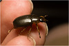 IMG 6650 Beetle